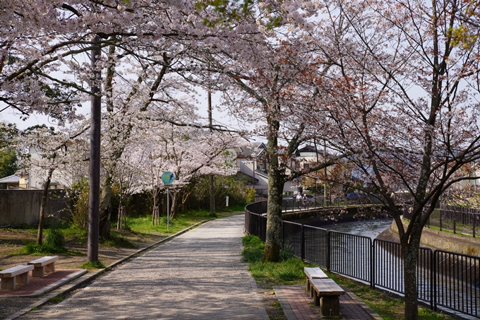 京都_桜_2020_41　No30