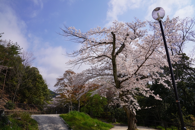 京都_桜_2020_41　No31