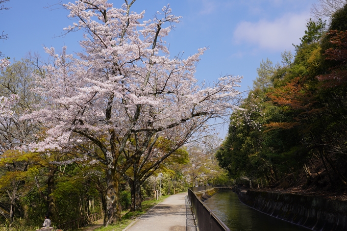 京都_桜_2020_41　No33