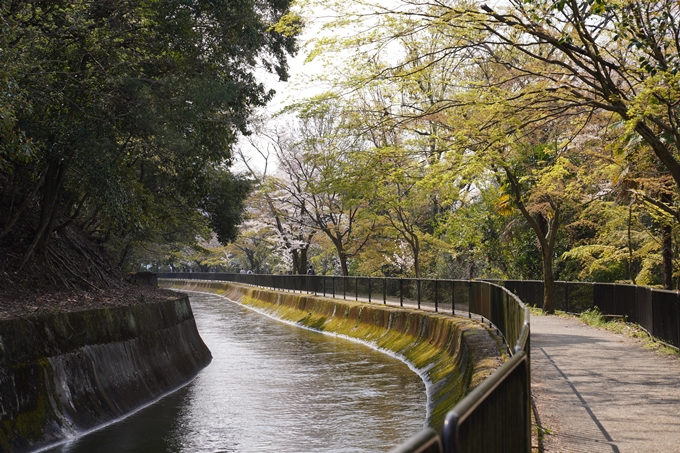 京都_桜_2020_41　No34