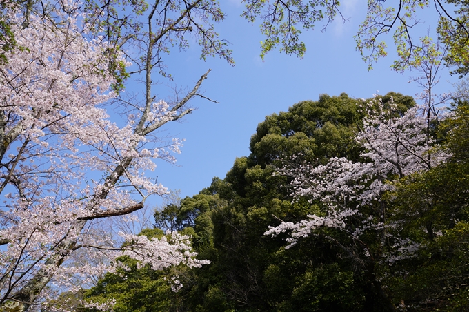 京都_桜_2020_41　No35