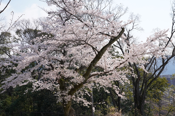 京都_桜_2020_41　No37