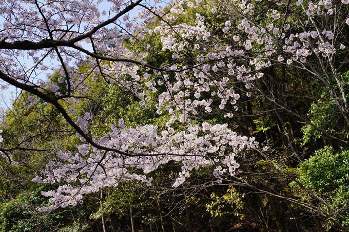 京都_桜_2020_41　No39