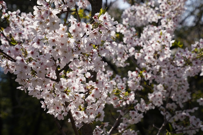 京都_桜_2020_41　No40