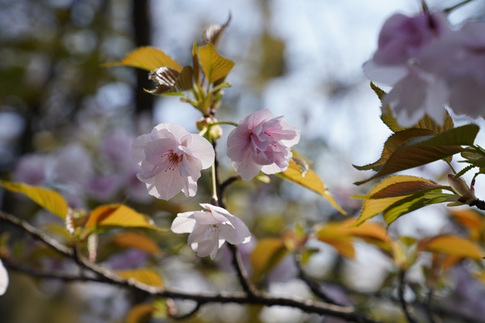 京都_桜_2020_41　No41