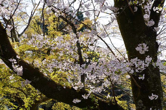 京都_桜_2020_41　No42