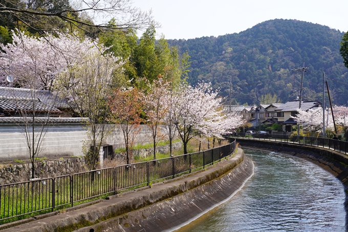 京都_桜_2020_41　No43