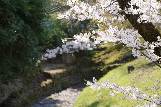 京都_桜_2020_41　No44