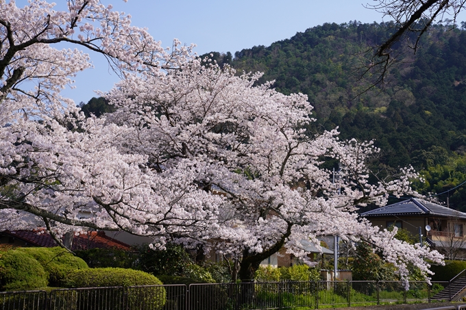 京都_桜_2020_41　No45