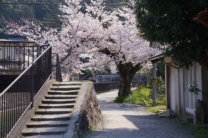 京都_桜_2020_41　No46