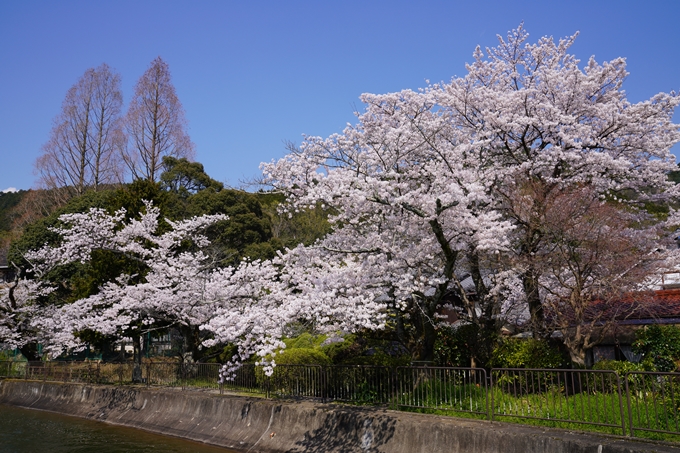 京都_桜_2020_41　No47