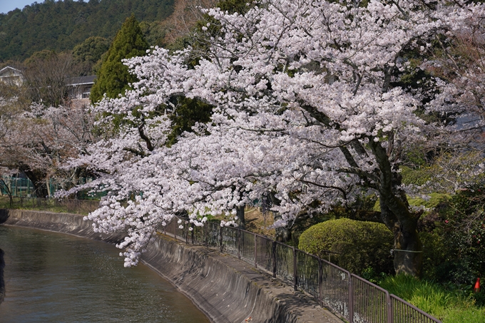 京都_桜_2020_41　No48