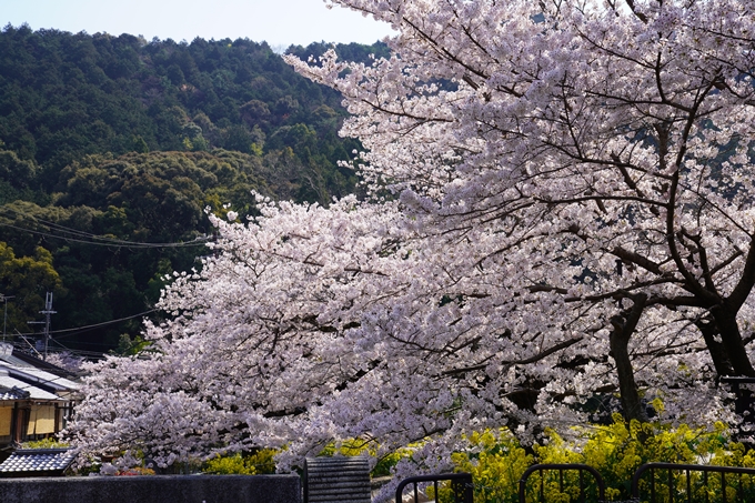 京都_桜_2020_41　No50