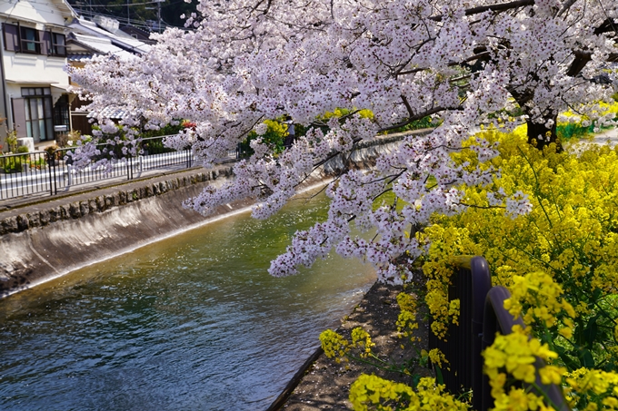 京都_桜_2020_41　No51