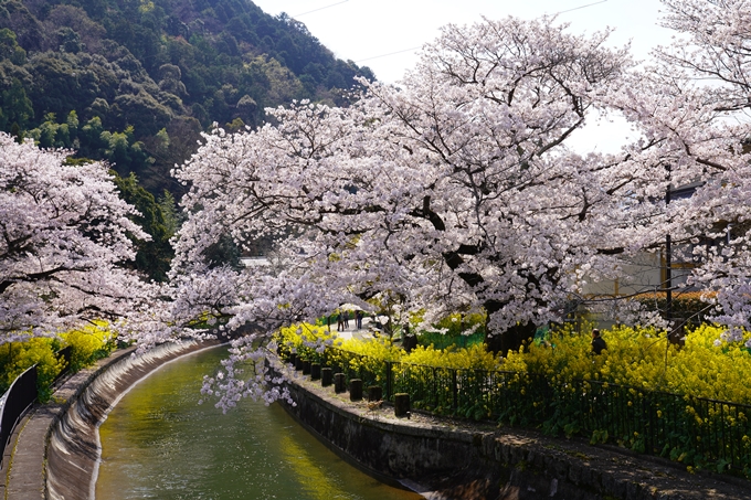 京都_桜_2020_41　No54