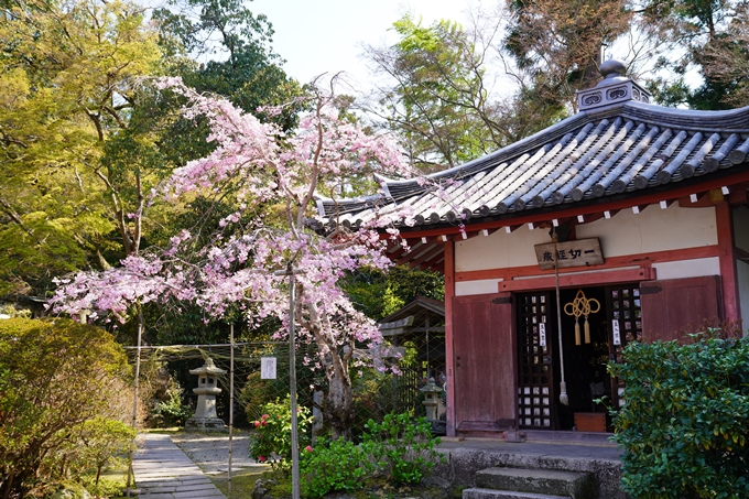 京都_桜_2020_41　No58