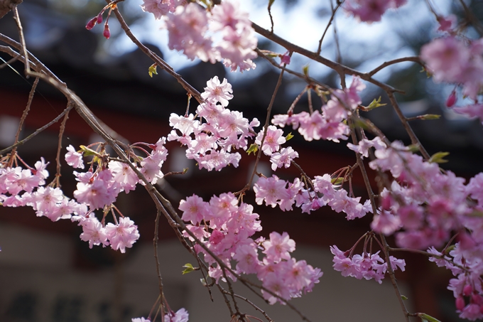 京都_桜_2020_41　No60