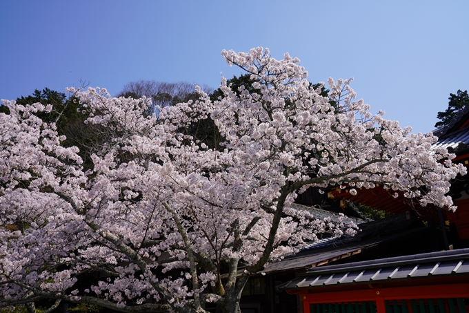 京都_桜_2020_41　No61