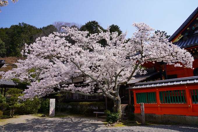 京都_桜_2020_41　No62