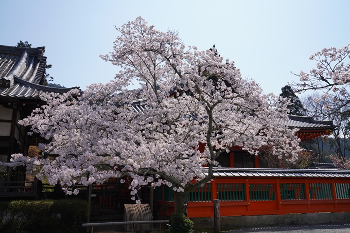 京都_桜_2020_41　No63