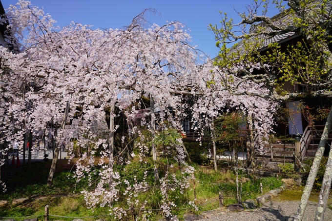 京都_桜_2020_41　No64