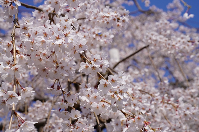 京都_桜_2020_41　No65