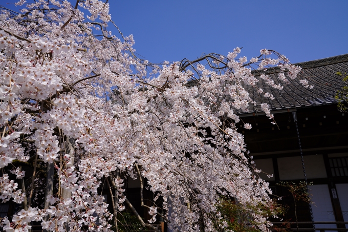 京都_桜_2020_41　No66