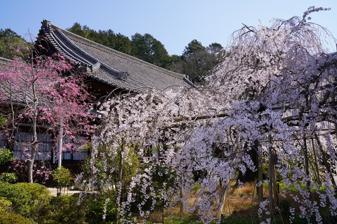 京都_桜_2020_41　No67