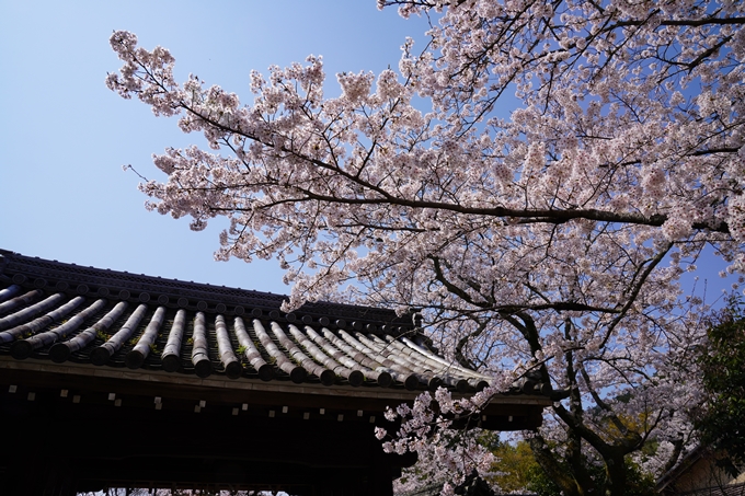 京都_桜_2020_41　No69