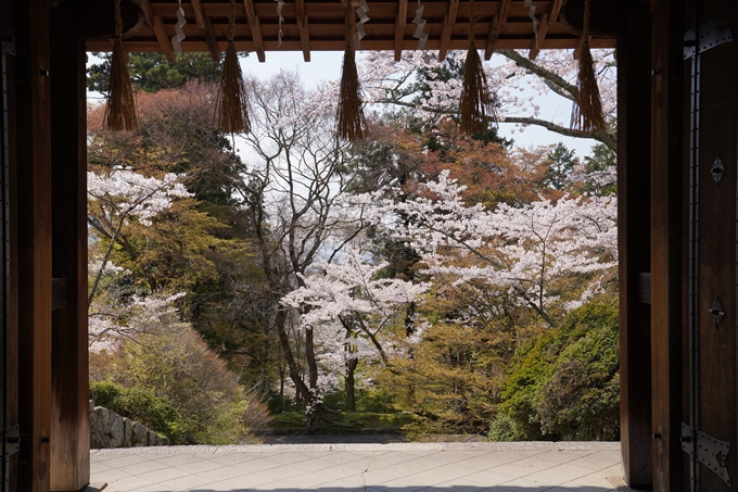 京都_桜_2020_41　No70