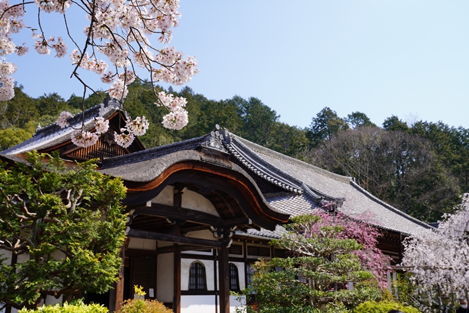 京都_桜_2020_41　No71