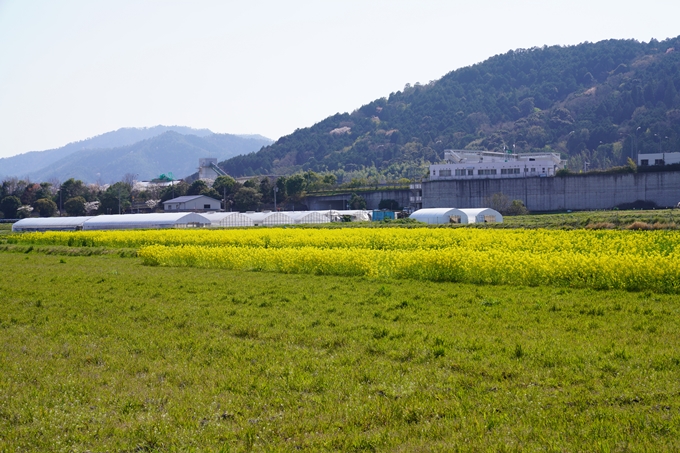 京都_桜_2020_42　大堰川堤防　No2