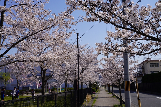 京都_桜_2020_42　大堰川堤防　No3