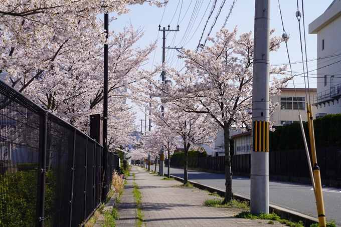 京都_桜_2020_42　大堰川堤防　No4