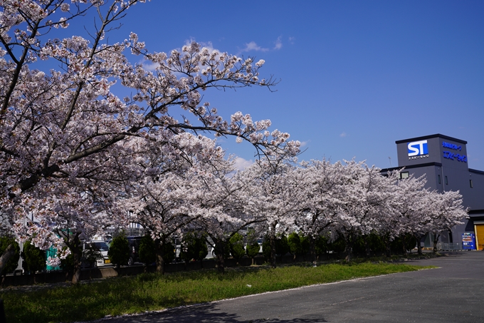 京都_桜_2020_42　大堰川堤防　No6