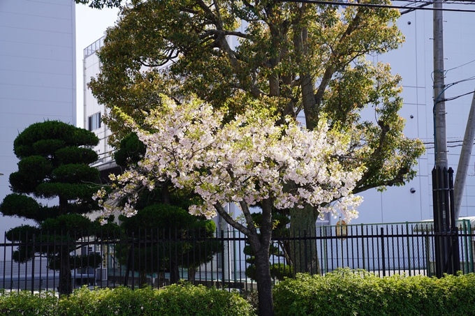 京都_桜_2020_42　大堰川堤防　No7