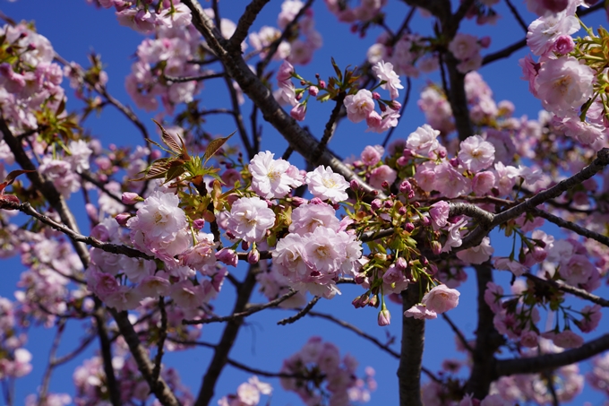 京都_桜_2020_42　大堰川堤防　No8