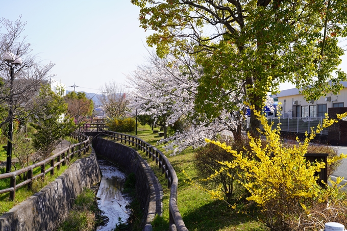 京都_桜_2020_42　大堰川堤防　No9