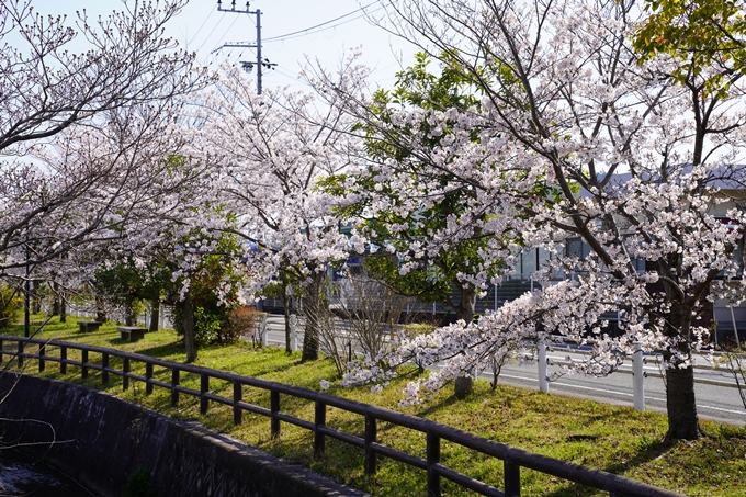 京都_桜_2020_42　大堰川堤防　No10