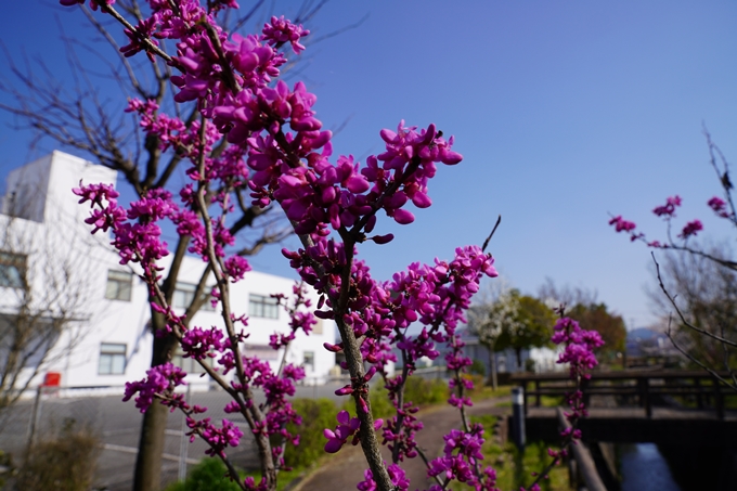 京都_桜_2020_42　大堰川堤防　No11