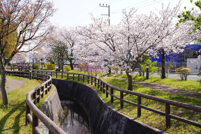 京都_桜_2020_42　大堰川堤防　No12