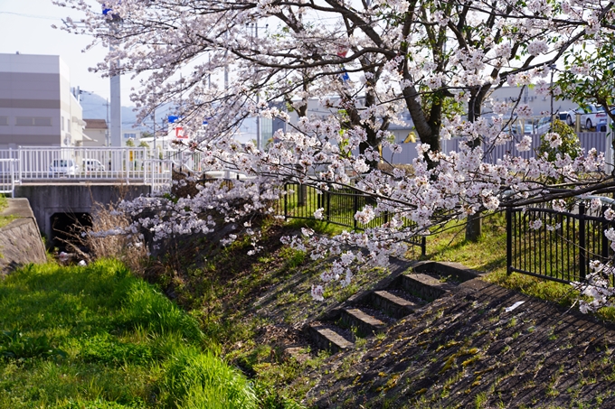 京都_桜_2020_42　大堰川堤防　No13