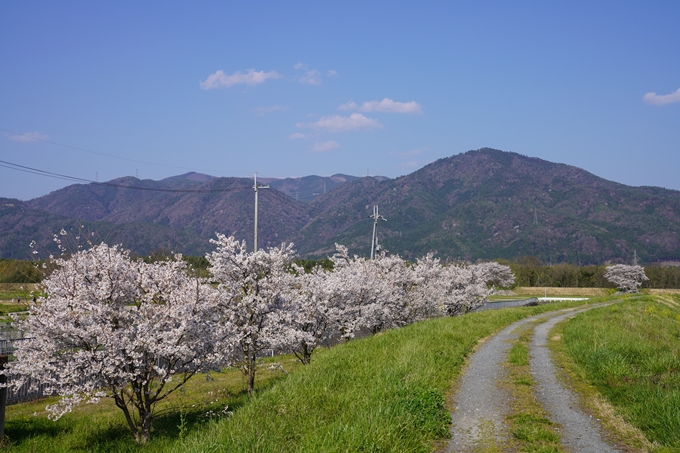 京都_桜_2020_42　大堰川堤防　No15