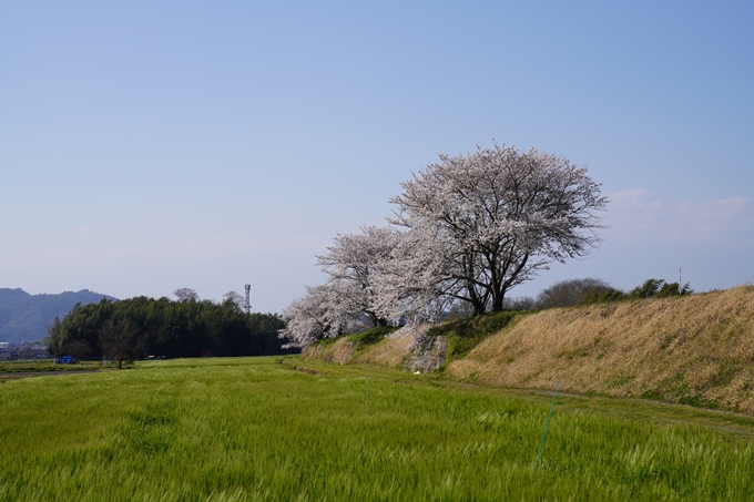 京都_桜_2020_42　大堰川堤防　No17