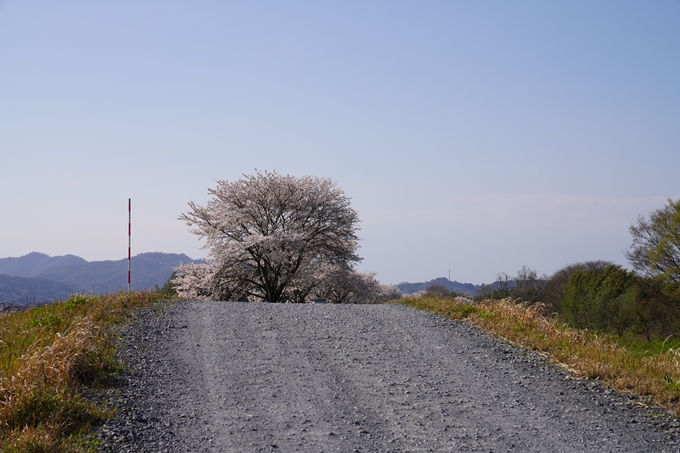 京都_桜_2020_42　大堰川堤防　No18