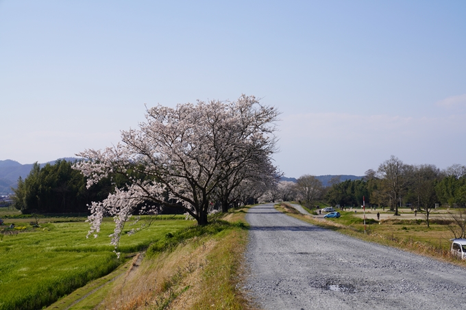 京都_桜_2020_42　大堰川堤防　No19