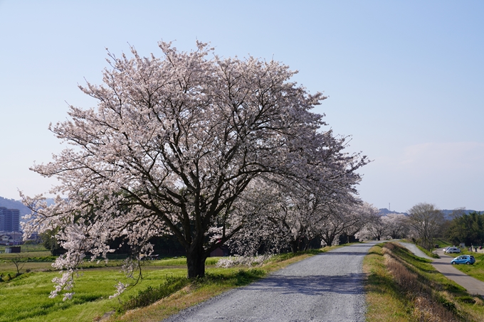 京都_桜_2020_42　大堰川堤防　No20