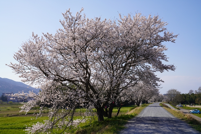 京都_桜_2020_42　大堰川堤防　No21