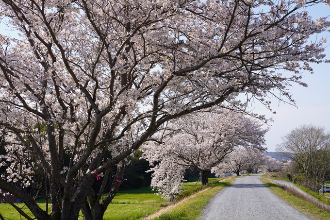 京都_桜_2020_42　大堰川堤防　No22