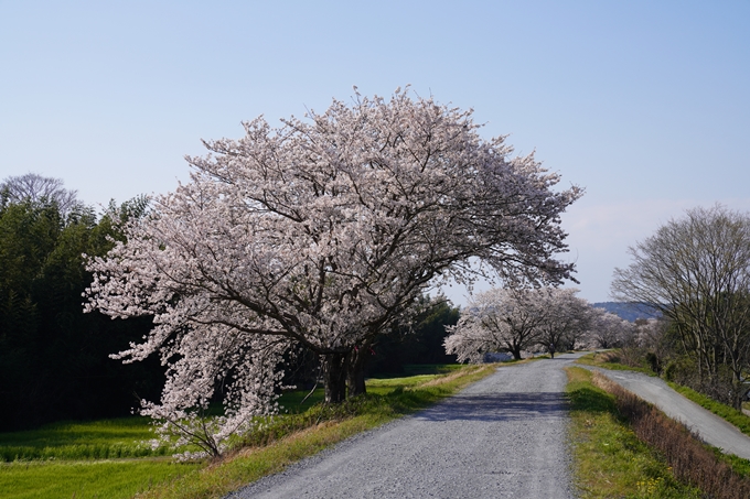 京都_桜_2020_42　大堰川堤防　No23